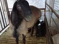Widder, Blackheaded Persian sheep — Foto 1