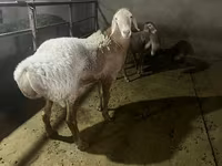 Ovan, Arashan sheep — fotografija 7