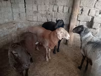 Vædder, Rhon sheep — foto 5