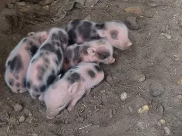 Donuzlar (partiya, cinsi göstərilməyib), Donuzlar