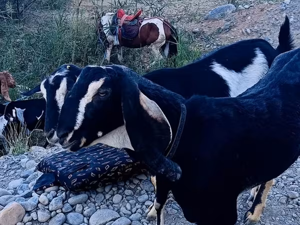 بز ماده, بز