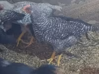 Chickens — عکس 2