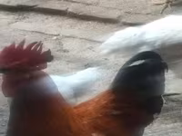 Chickens — 照片 1