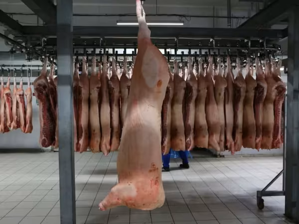 закупаем свинина, говядина, баранина