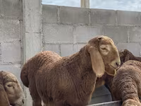 Beran, Arashan sheep — foto 5