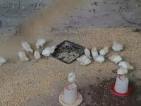 Chickens — foto 2