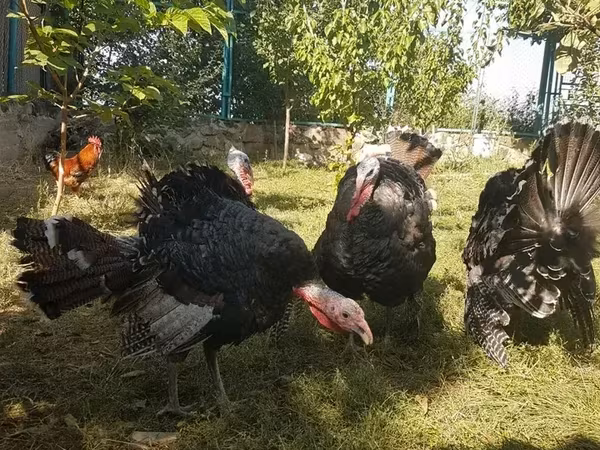 Turkeys