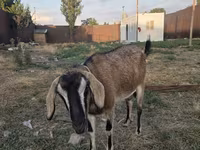 ছাগী, Nubian Goat — ছবি 1