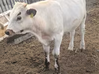 Stier, Runderen — foto 1