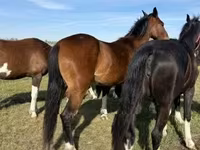 母马, Dutch warmblood horse — 照片 4