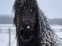 Hing, Friesian — 5. fotó