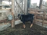 ვერძი, Romanov sheep — ფოტო 5