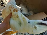 Chickens — foto 2