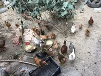 Chickens — foto 4