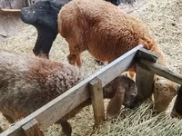 Domba jantan, Sheep — foto 2