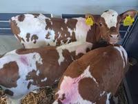 Býk, Simmental cattle — foto 1