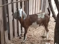 بز نر, بز — عکس 5