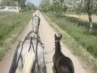 مادیان, Lipizzaner — عکس 4