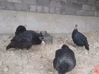 Turkeys — foto 2