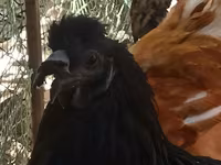Chickens — تصویر 2