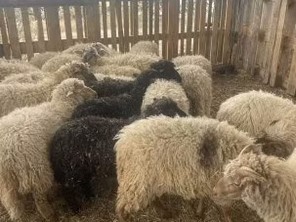Ovce (šarže, pohlaví neuvedeno), Suffolk sheep