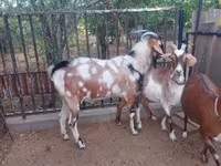 Jarac, Nubian Goat — fotografija 4