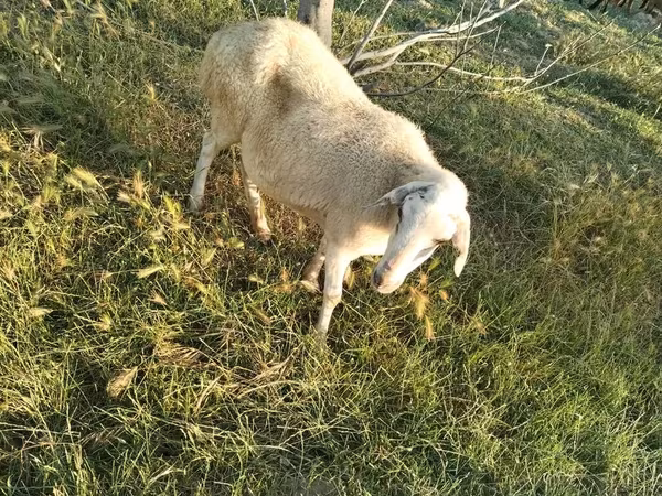 Ovca, Овце