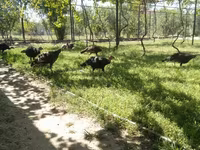 برنزی — عکس 1