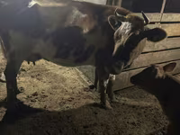 Ng'ombe jike, Swiss cattle — picha 3