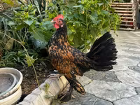 Chickens — عکس 1
