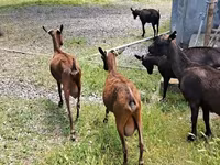 بز ماده, Murcia-Granada goats — عکس 1