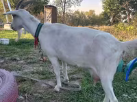 بز ماده, Saanen goat — عکس 1
