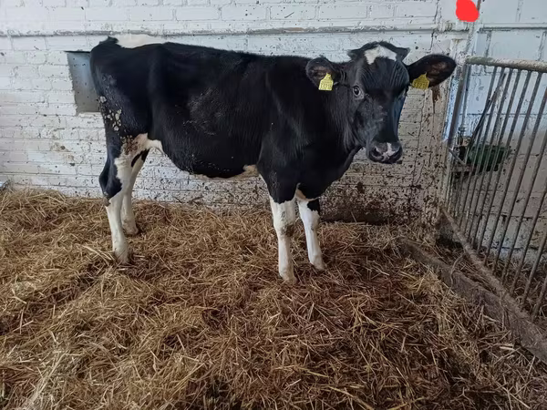 பசு, Russian Black pied cattle