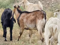 Billy Goat, Nubian Goat — photo 2