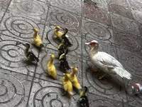 مسکوی خانگی — عکس 2