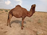 شتر ماده, شتر — عکس 3