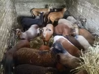 Schaf, Cameroon sheep — Foto 6