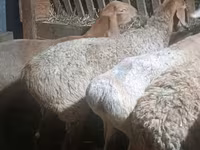 میش, Arashan sheep — عکس 4