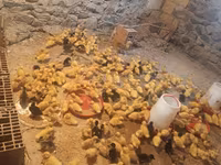 Ducks — الصورة 1