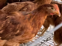 Chickens — تصویر 3