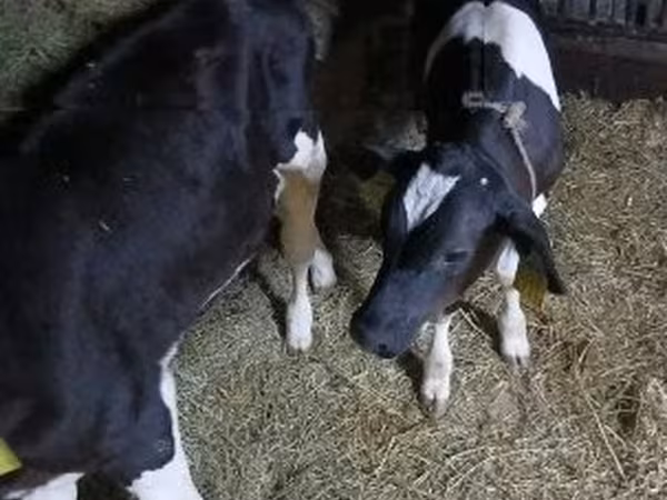 Bull, Russian Black pied cattle — Hungary