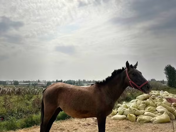 Konie (partia, płeć nieokreślona), Kyrgyz Horse
