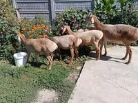 Овца, Arashan sheep — снимка 4