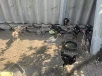 Chickens — ፎቶ 4