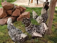 Chickens — foto 2