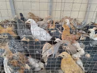 Chickens — foto 1