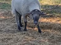 Vædder, White Suffolk sheep — foto 1