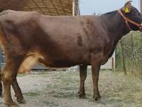 Kuh, Simmental cattle — Foto 5