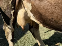 பசு, Swiss cattle — புகைப்படம் 2