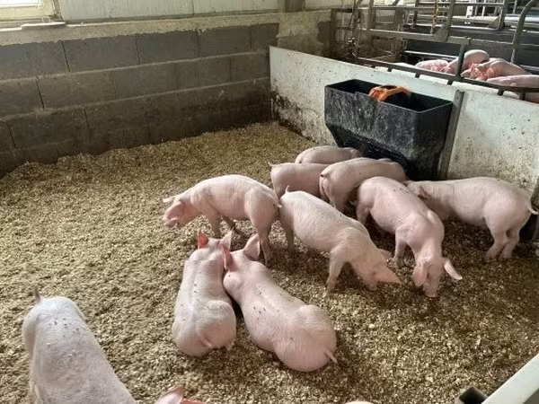 Pigs (batch, sex not specified), 